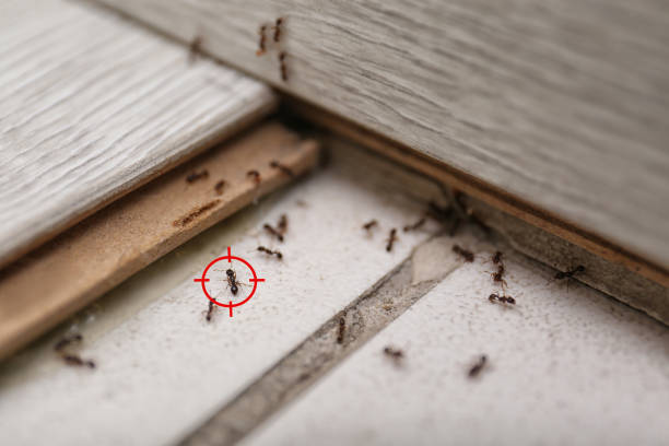 Best Pest Removal Services  in Clinton, IA